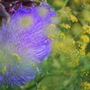 夏咲く花2025_12