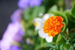 夏咲く花2025_17