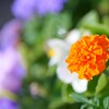 夏咲く花2025_17