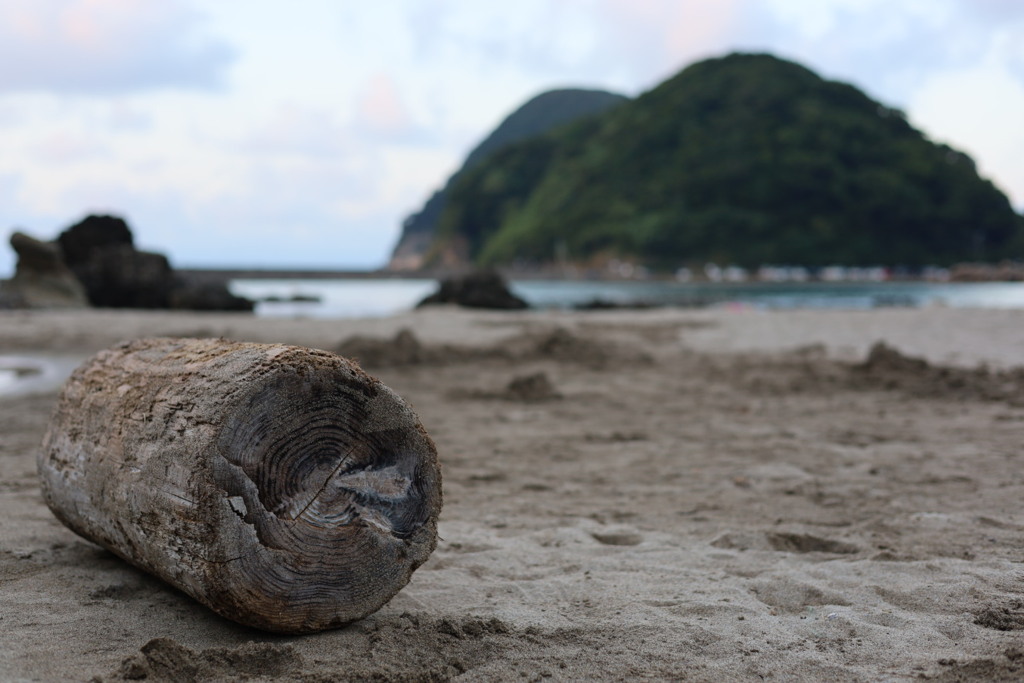 砂浜と木