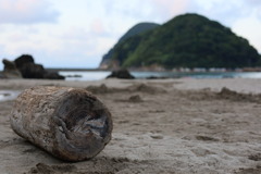 砂浜と木