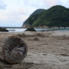砂浜と木