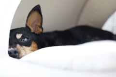 実家の犬（ピピ）