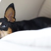 実家の犬（ピピ）