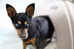 実家の犬　2