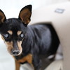 実家の犬　2