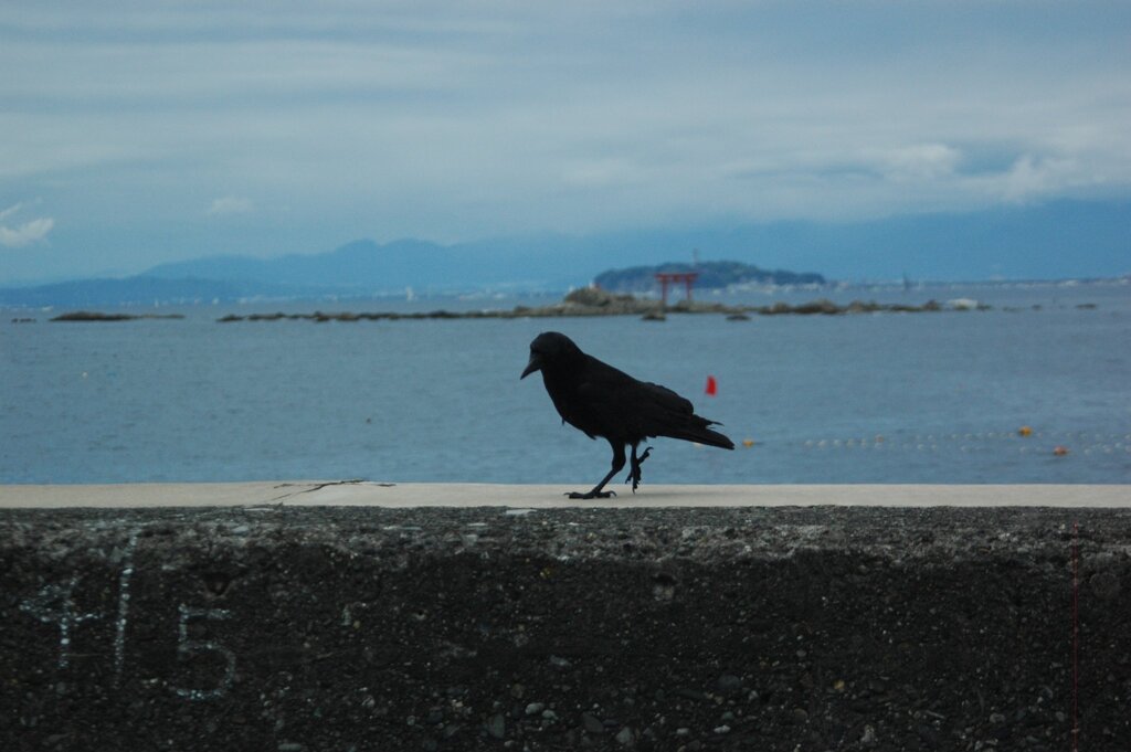鳥と鳥居