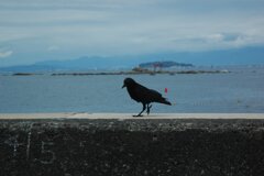 鳥と鳥居
