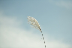 庭に1本だけ咲いてたススキ