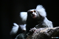 Tamarin