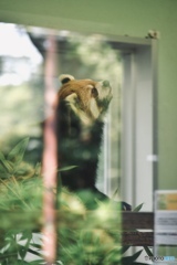 レッサーパンダ　