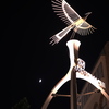 元町の不死鳥