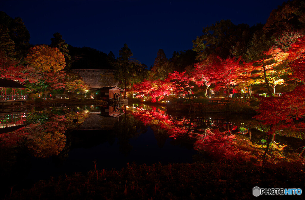 東山動植物園 紅葉ライトアップ 2024