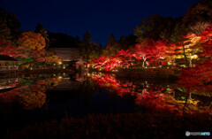 東山動植物園 紅葉ライトアップ 2024