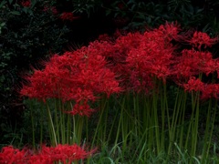 彼岸花