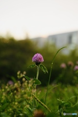 夕暮れの中で