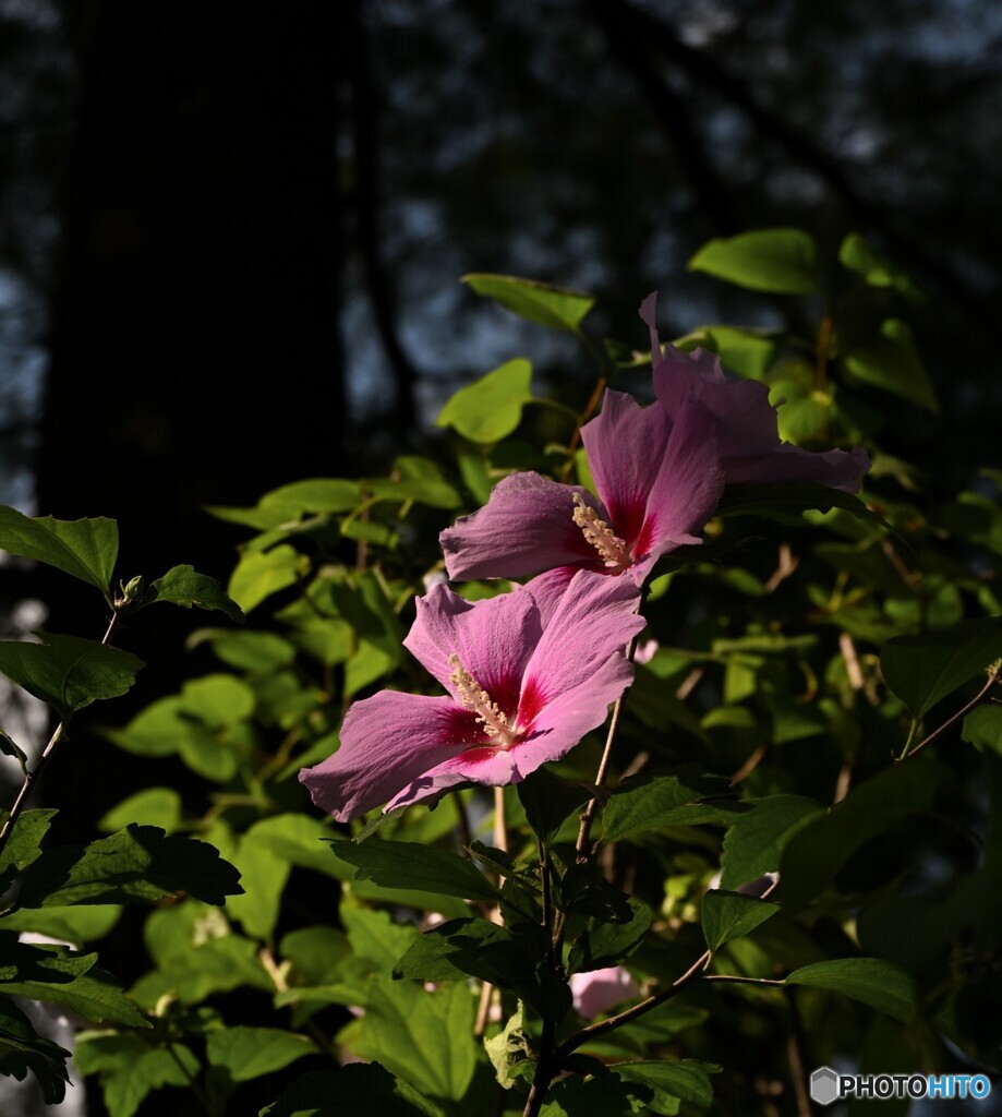 道端の小さな華やぎ