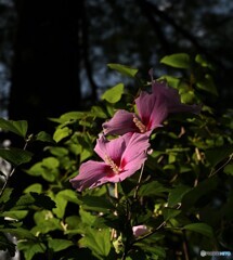 道端の小さな華やぎ