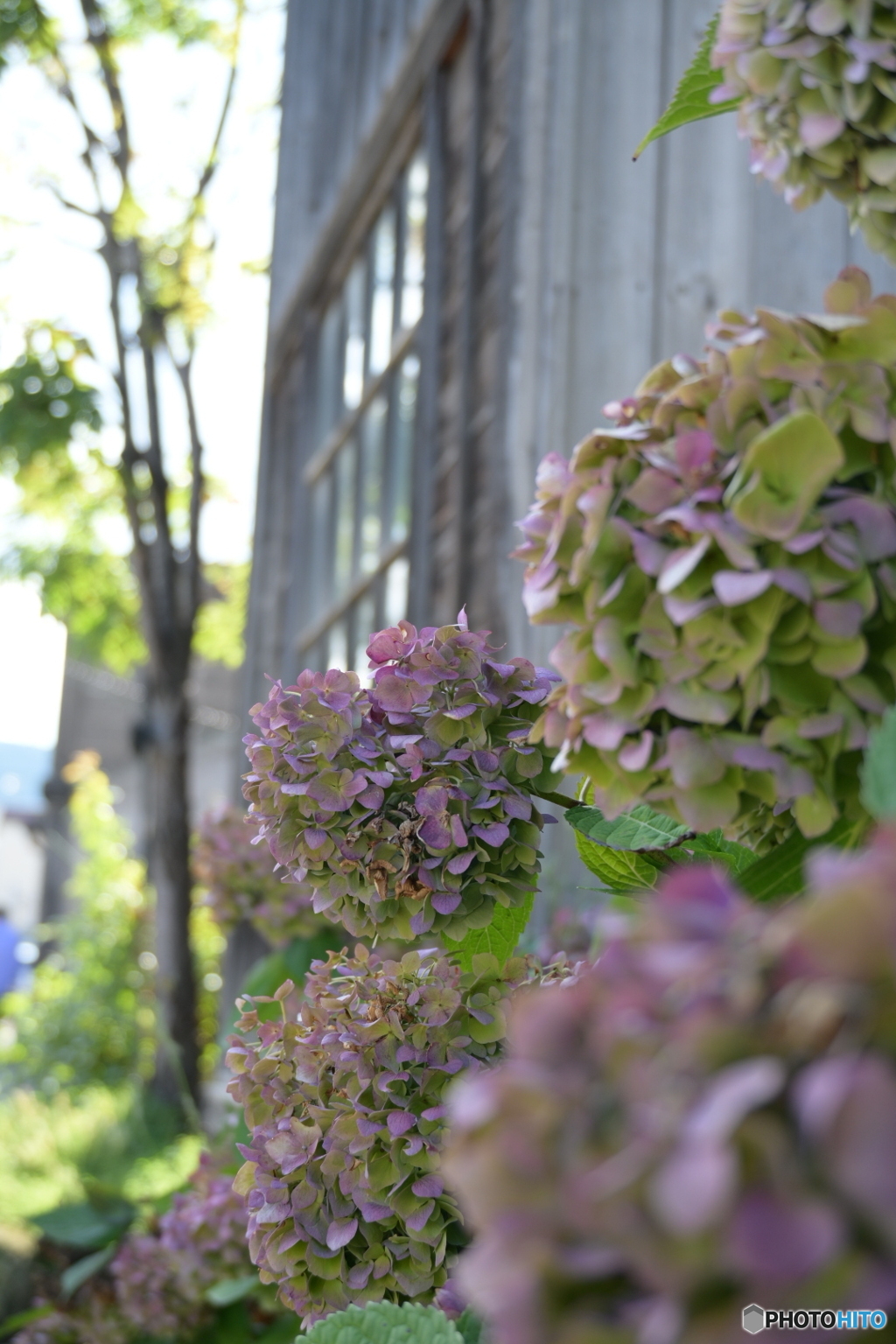 最後の紫陽花