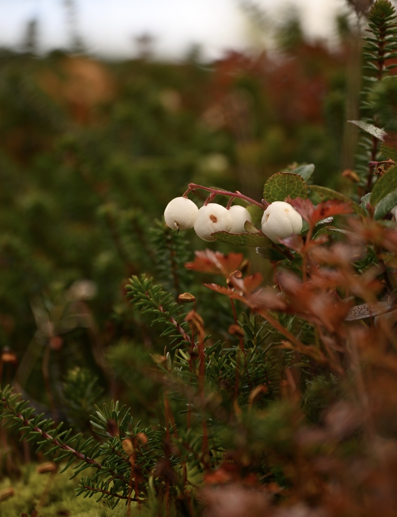 Snowberry