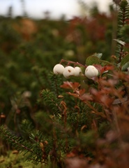 Snowberry