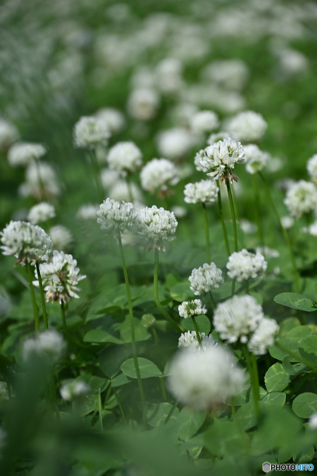 緑の海に揺れて