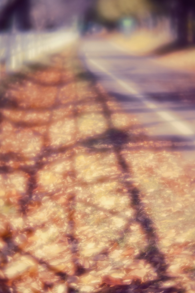 いつもの散歩道