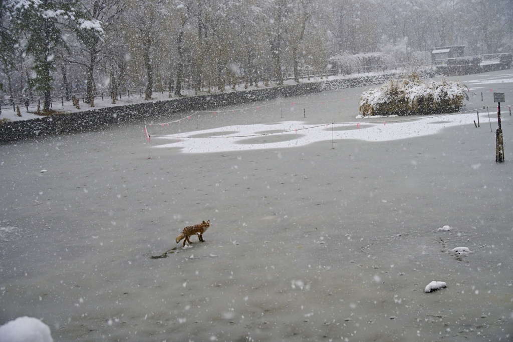 続編　コン、池を渡る