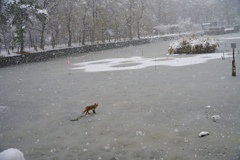 続編　コン、池を渡る