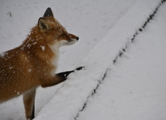 コン、冬ノ境界線ヲまたぐ