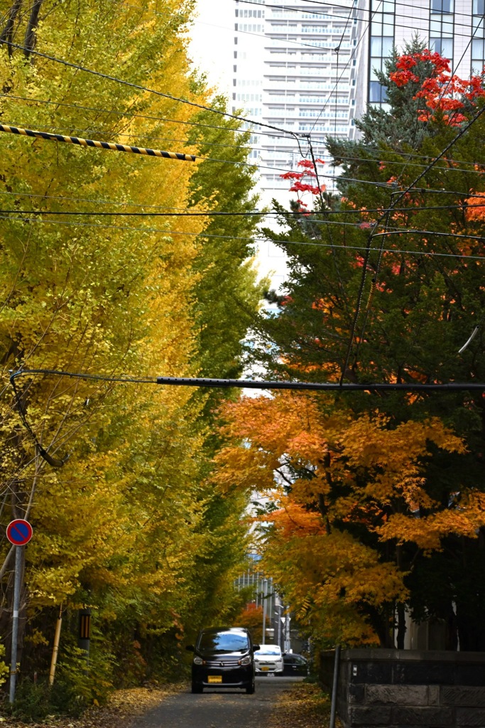 都会のけもの路