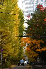 都会のけもの路