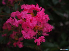 百日紅の彩り