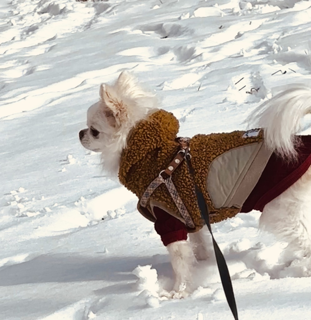 とうとう根雪です