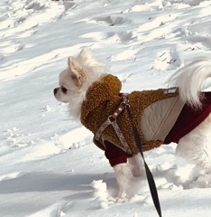 とうとう根雪です