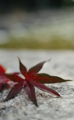 落ちてなお、華やぐ