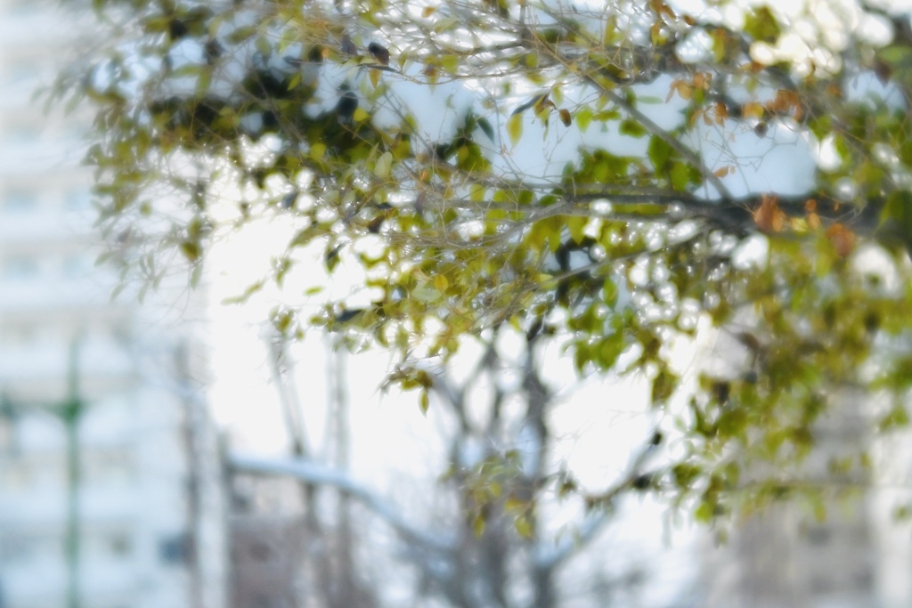 小鳥が集う場所