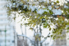 小鳥が集う場所