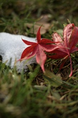 季節の移り変わり