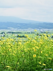 風に揺れる夏の声