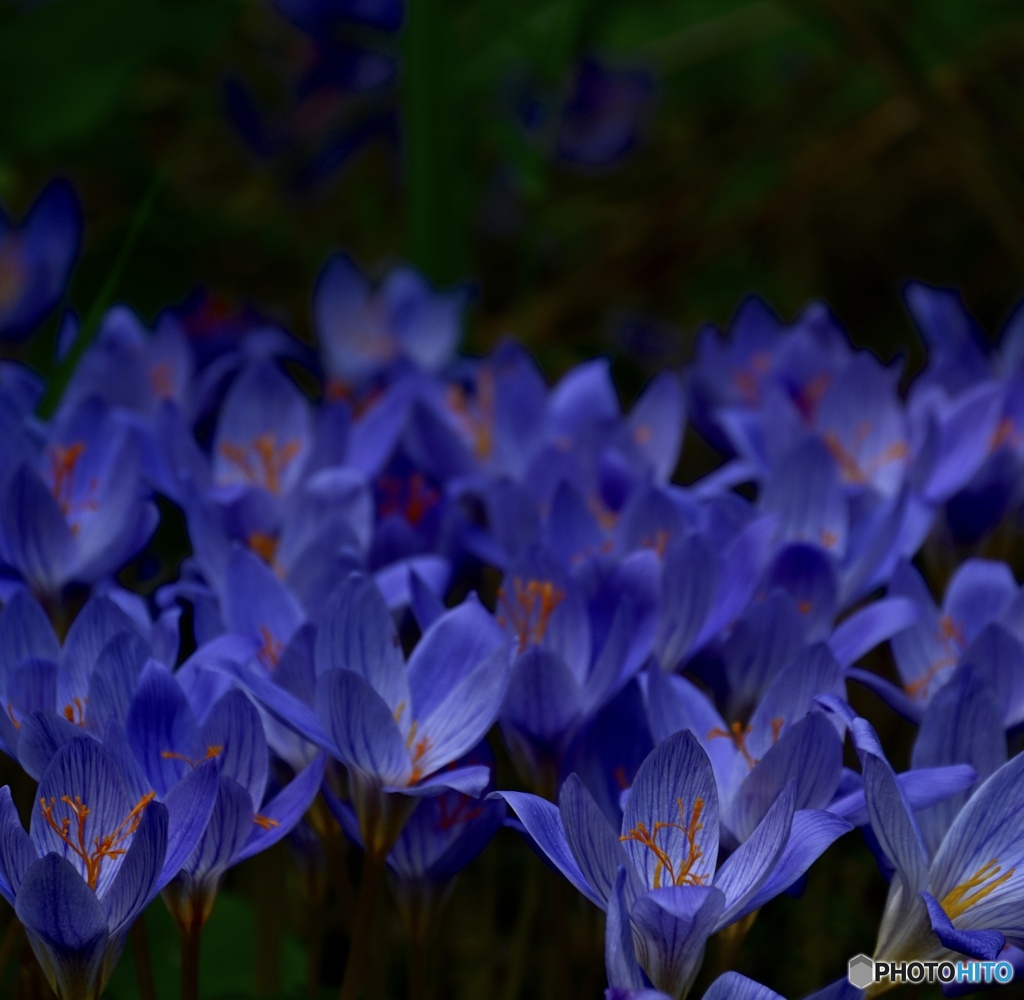揺れるCrocus