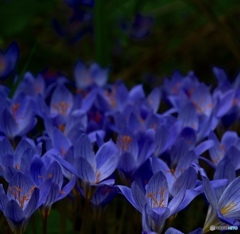 揺れるCrocus