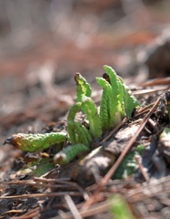 芽吹きのはじまり