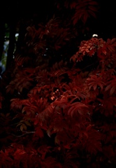 深緋ーナナカマドー