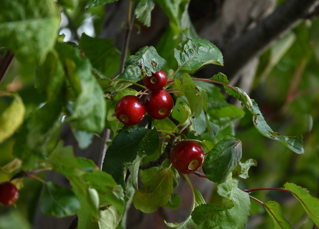 エゾノコリンゴ