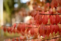 ならんで、ならんで