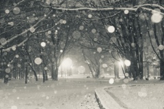 雪蛍 ー静かな夜のはじまりー