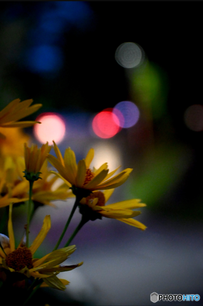 宵の花