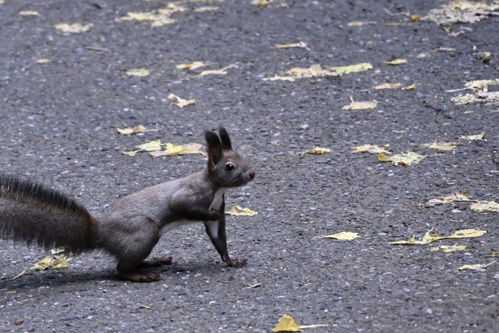 はい、横断しますよー。
