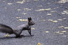 はい、横断しますよー。